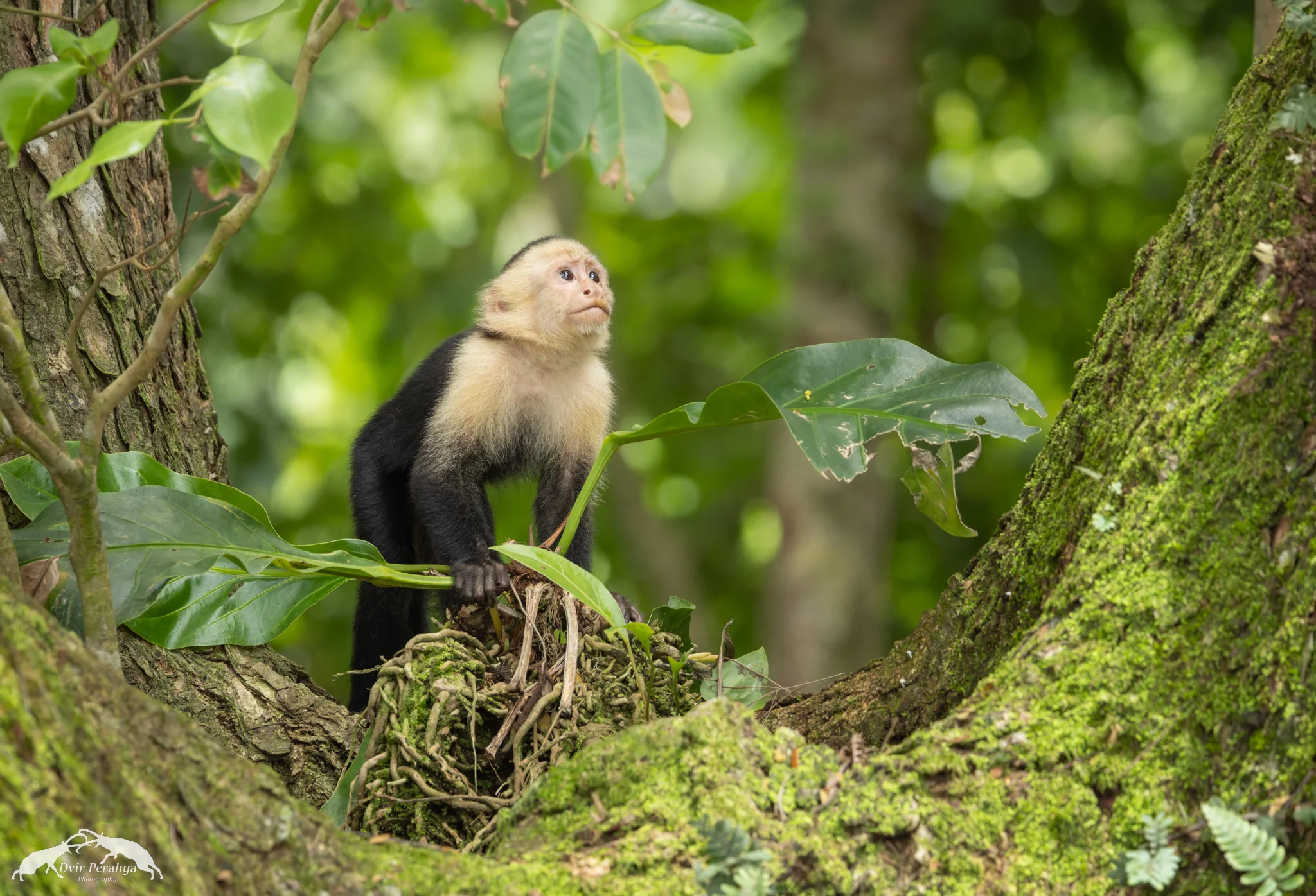 Capuchin monkey, Monteverde